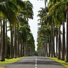 Forest Clean Railway Grass Photography Scenery Backdrop Forest Theme Banner NTM-326