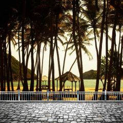 Sea Shack Rail Palm Tree Photography Scenery Backdrop Forest Theme Banner NTM-327