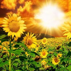 Sunflower Sunlight Valley Photography Scenery Backdrop Flowers Theme Banner NTM-339