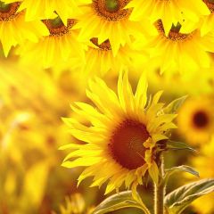 Flower Sunflower Daytime Photography Scenery Backdrop Flowers Theme Banner NTM-340