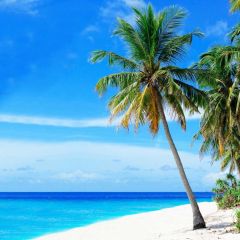 Seasides Palm Tree Vast Sky Photography Scenery Backdrop Ocean Theme Banner NTM-352