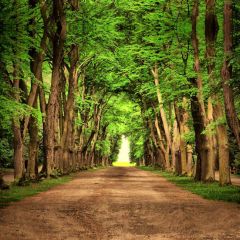 Green Forest Muddy Road Photography Scenery Backdrop Forest Theme Banner NTM-377