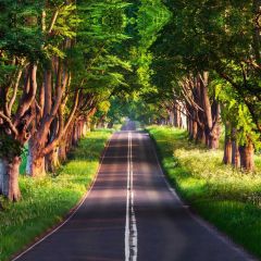 Motorway Grass Giant Tree Photography Scenery Backdrop Forest Theme Banner NTM-378