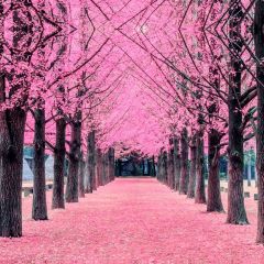 Flower Pink Blossom Tree Photography Scenery Backdrop Flowers Theme Banner NTM-387