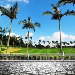 Palm Tree Cloud Rail Grassland Photography Scenery Backdrop Forest Theme Banner NTM-405