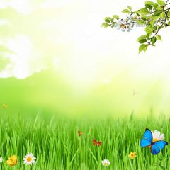 Butterfly Ladybug Flower Sunlight Photography Scenery Backdrop Nature Theme Banner NTM-420
