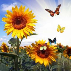 Sunflower Butterfly Sunlight Photography Scenery Backdrop Flowers Theme Banner NTM-424