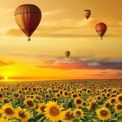 Balloons Sunflower Sunset Photography Scenery Backdrop Nature Theme Banner NTM-431