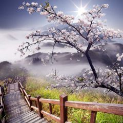 Flowers Wooden Bridge Mountains Sunlight Photography Scenery Backdrop Nature Theme Banner NTM-432