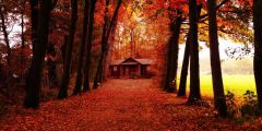 Tree Fallen Leaves House Stage Performance Background Dance Show Backdrop SRB-0661