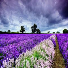 Romantic Lavender Photography Scenery Backdrop Flowers Theme Banner YMY-034