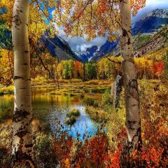 Autumn Mountains View Photography Scenery Backdrop Autumn Theme Banner YMY-036
