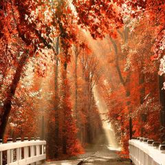 Romance Leaves Photography Scenery Backdrop Autumn Theme Banner YMY-037