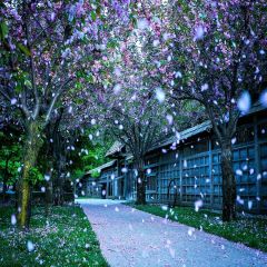 Cherry Blossoms Photography Scenery Backdrop Streetscape Theme Banner YMY-049