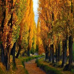 Autumn Forest Trail Photography Scenery Backdrop Autumn Theme Banner YMY-050