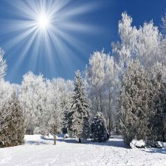 Warm Winter Sun Photography Scenery Backdrop Snow Theme Banner YMY-051