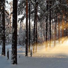 Winter Setting Sun Photography Scenery Backdrop Snow Theme Banner YMY-052