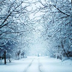 Snowy Forest View Photography Scenery Backdrop Snow Theme Banner YMY-083