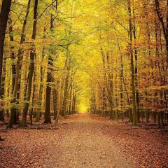 Straight Woods Trail Photography Scenery Backdrop Autumn Theme Banner YMY-087