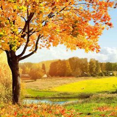 Beautiful Autumn Photography Scenery Backdrop Autumn Theme Banner YMY-091