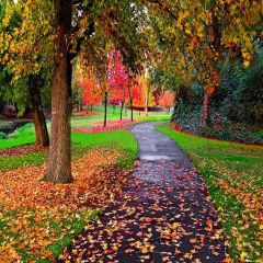 Beautiful Path Photography Scenery Backdrop Autumn Theme Banner YMY-092