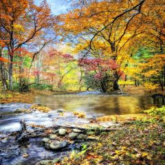 Mountain Stream Photography Scenery Backdrop Autumn Theme Banner YMY-094