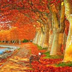 Romantic Fallen Leaves Photography Scenery Backdrop Autumn Theme Banner YMY-096