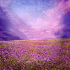 Romantic Flower Sea Photography Scenery Backdrop Flowers Theme Banner YMY-097