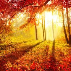 Forest Warm Sun Photography Scenery Backdrop Autumn Theme Banner YMY-098