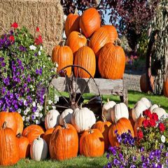 Lovely Big Pumpkins Photography Scenery Backdrop Autumn Theme Banner YMY-103