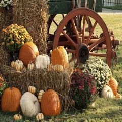 Romantic Pumpkins Photography Scenery Backdrop Autumn Theme Banner YMY-108