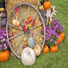 Romantic Pumpkins Photography Scenery Backdrop Autumn Theme Banner YMY-109