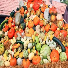 Various Pumpkins Photography Scenery Backdrop Autumn Theme Banner YMY-110