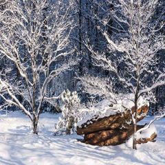 Snowy Tree Photography Scenery Backdrop Snow Theme Banner YMY-171