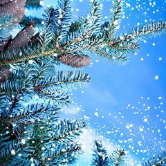 Tenacious Pines Photography Scenery Backdrop Snow Theme Banner YMY-212