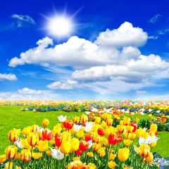 Charming Flowers Sea Photography Scenery Backdrop Flowers Theme Banner YMY-229