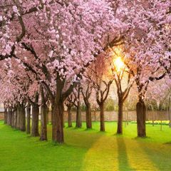 Lovely Flowers Photography Scenery Backdrop Flowers Theme Banner YMY-243