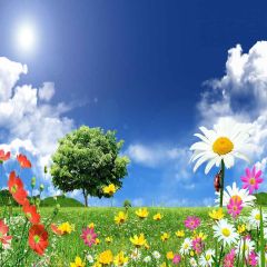 Beautiful Flowers Photography Scenery Backdrop Flowers Theme Banner YMY-246