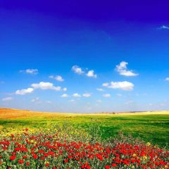 Fresh Sky Photography Scenery Backdrop Flowers Theme Banner YMY-248