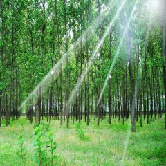 Lush Forest Photography Scenery Backdrop Forest Theme Banner YMY-255