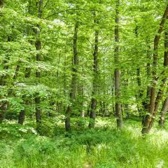 Lush Forest Photography Scenery Backdrop Forest Theme Banner YMY-288