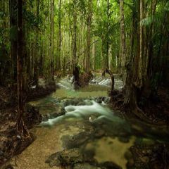 Dense Forest Photography Scenery Backdrop Forest Theme Banner YMY-294