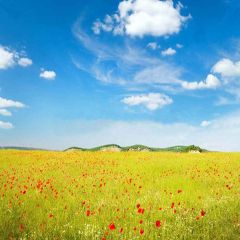 Vast Grasslands Photography Scenery Backdrop Flowers Theme Banner YMY-295