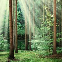 Forest Setting Sun Photography Scenery Backdrop Forest Theme Banner YMY-296