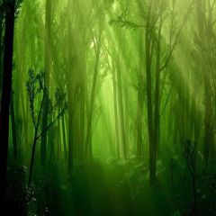 Wonderful Place Photography Scenery Backdrop Forest Theme Banner YMY-360