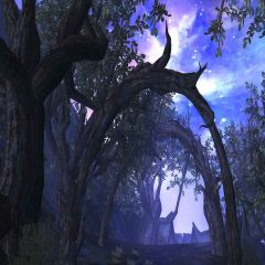 Strange Trees Photography Scenery Backdrop Nature Theme Banner YMY-379