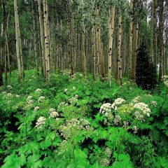 Vibrant Grass Photography Scenery Backdrop Forest Theme Banner YMY-387