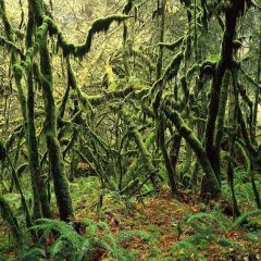 Original Forest Photography Scenery Backdrop Forest Theme Banner YMY-388