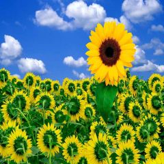 Charming Sunflowers Photography Scenery Backdrop Flowers Theme Banner YMY-389