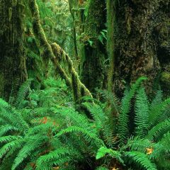 Lush Forest Photography Scenery Backdrop Forest Theme Banner YMY-391